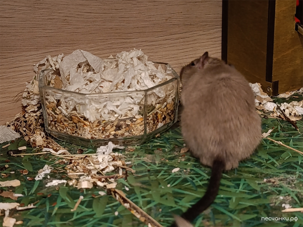 Закопанная миска с кормом